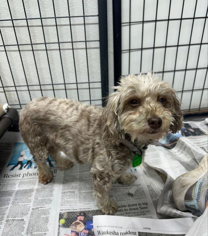 Fancy Remmy LaRue, a Adoptable Havanese in Mukwonago, WI image 1/3