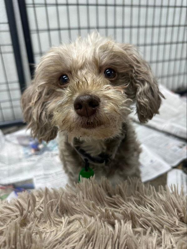 Fancy Remmy LaRue, a Adoptable Havanese in Mukwonago, WI image 3/3