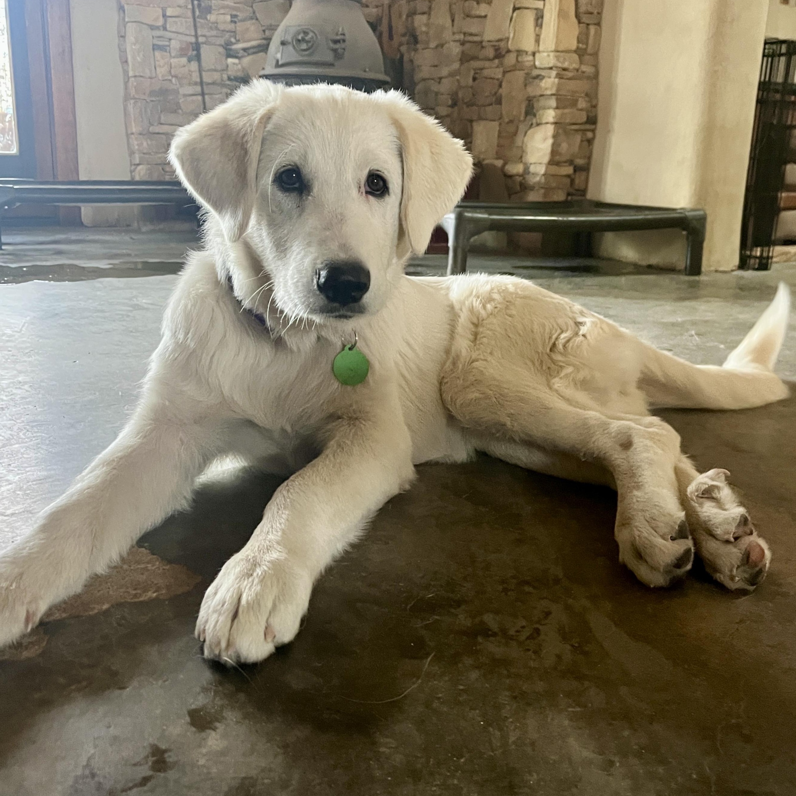 Soho, ADOPTABLE, Puppy Female Great Pyrenees.