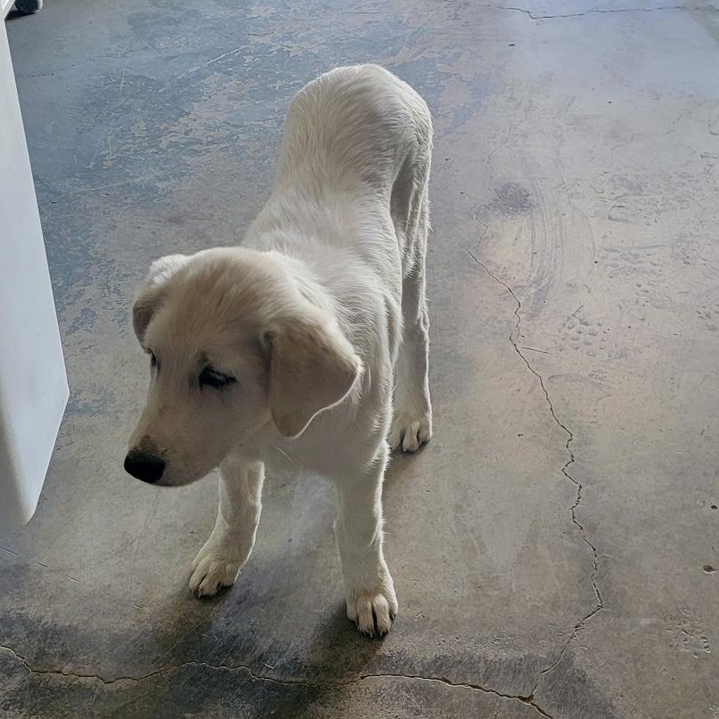 Enlarge Soho, a ADOPTABLE mixed breed in Marfa, TX image 3/3