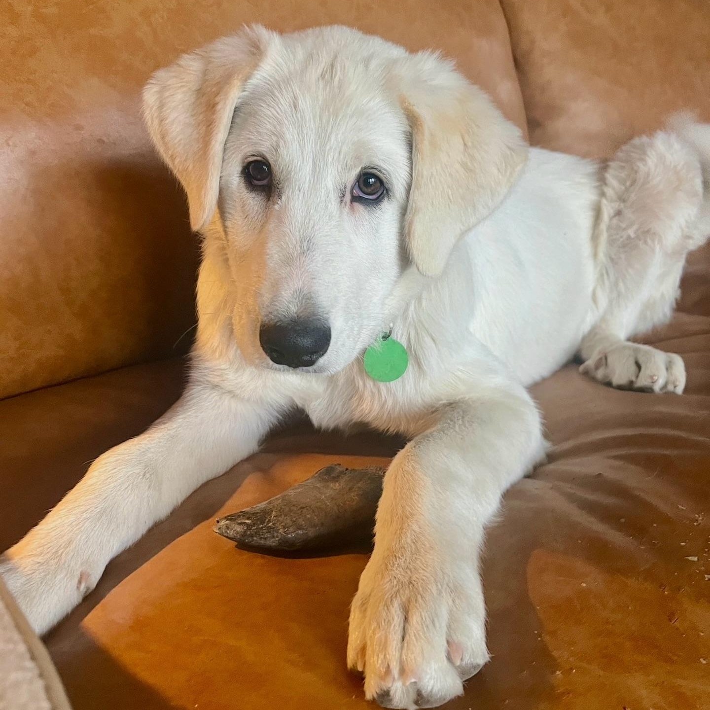 Soho, adopted, Puppy Female Great Pyrenees.