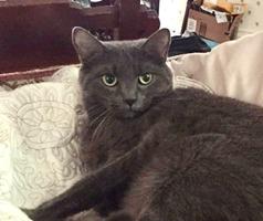 Enlarge Cassius Clay, a Adoptable Russian Blue in Cumberland, ME image 1/4