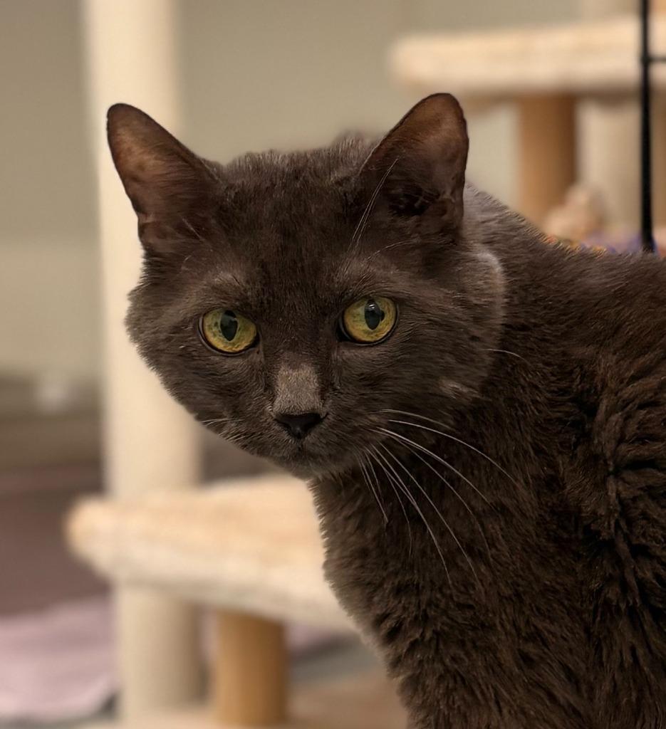 Cassius Clay, Adoptable, Senior Male Russian Blue.