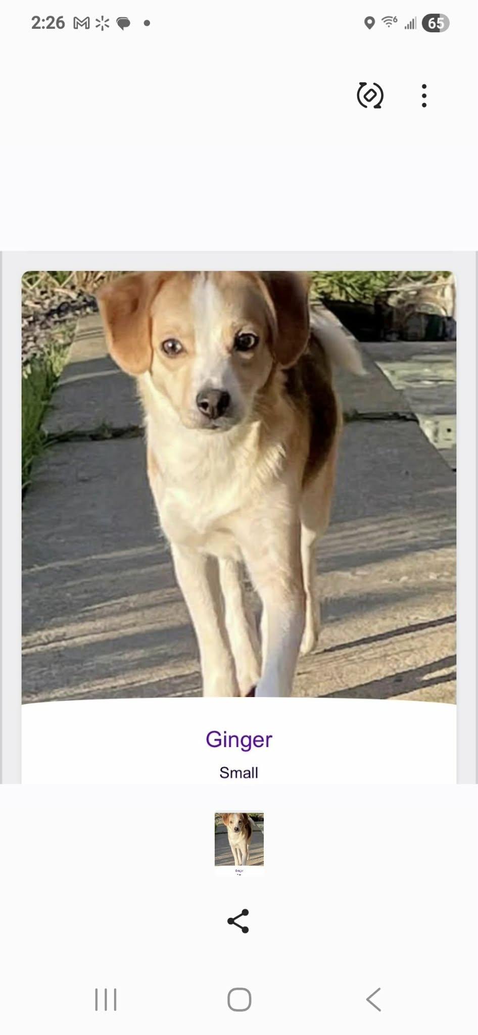 Ginger, Adoptable, Puppy Female Beagle & Pomsky.