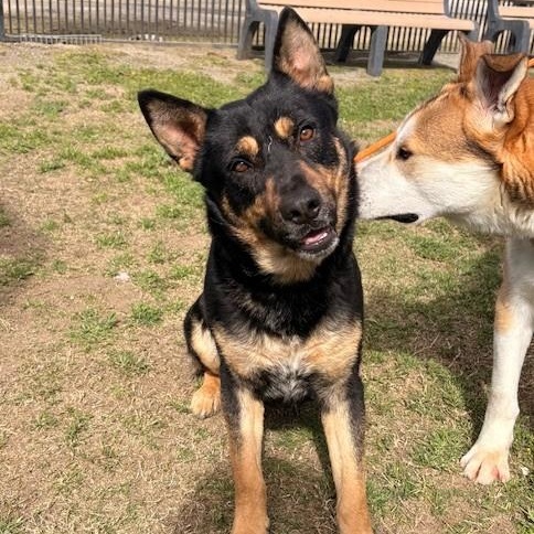 Boomer, Adoptable, Young Male Australian Cattle Dog / Blue Heeler.