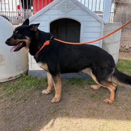 Enlarge Boomer, a Adoptable mixed breed in Delano, CA image 2/4