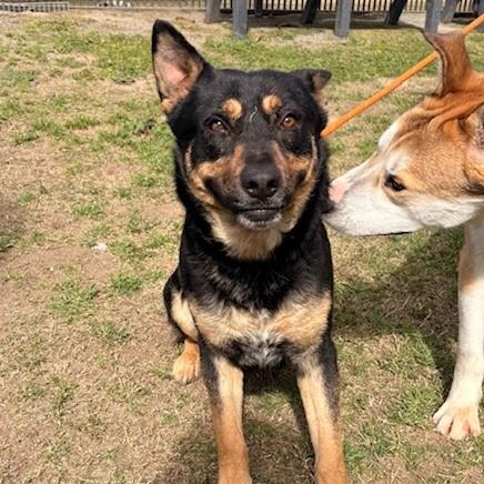 Enlarge Boomer, a Adoptable mixed breed in Delano, CA image 3/4