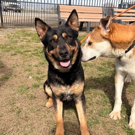 Enlarge Boomer, a Adoptable mixed breed in Delano, CA image 4/4