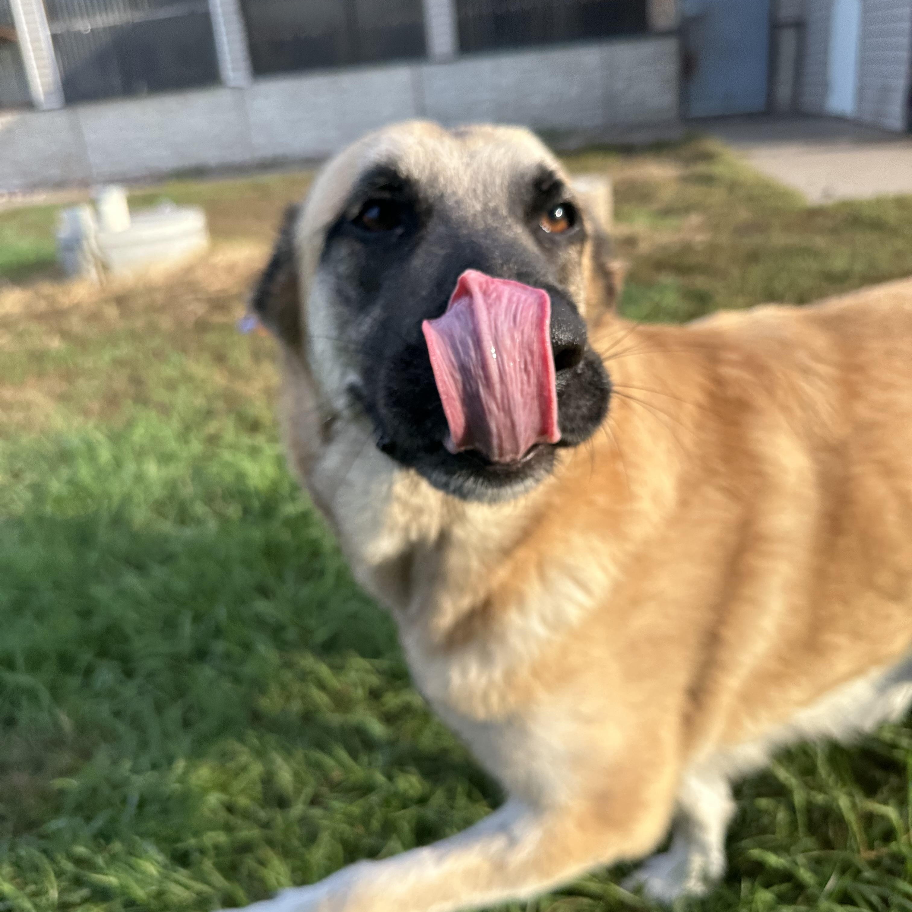 Luna Atlanta, Adoptable, Adult Female Shepherd & Great Pyrenees.