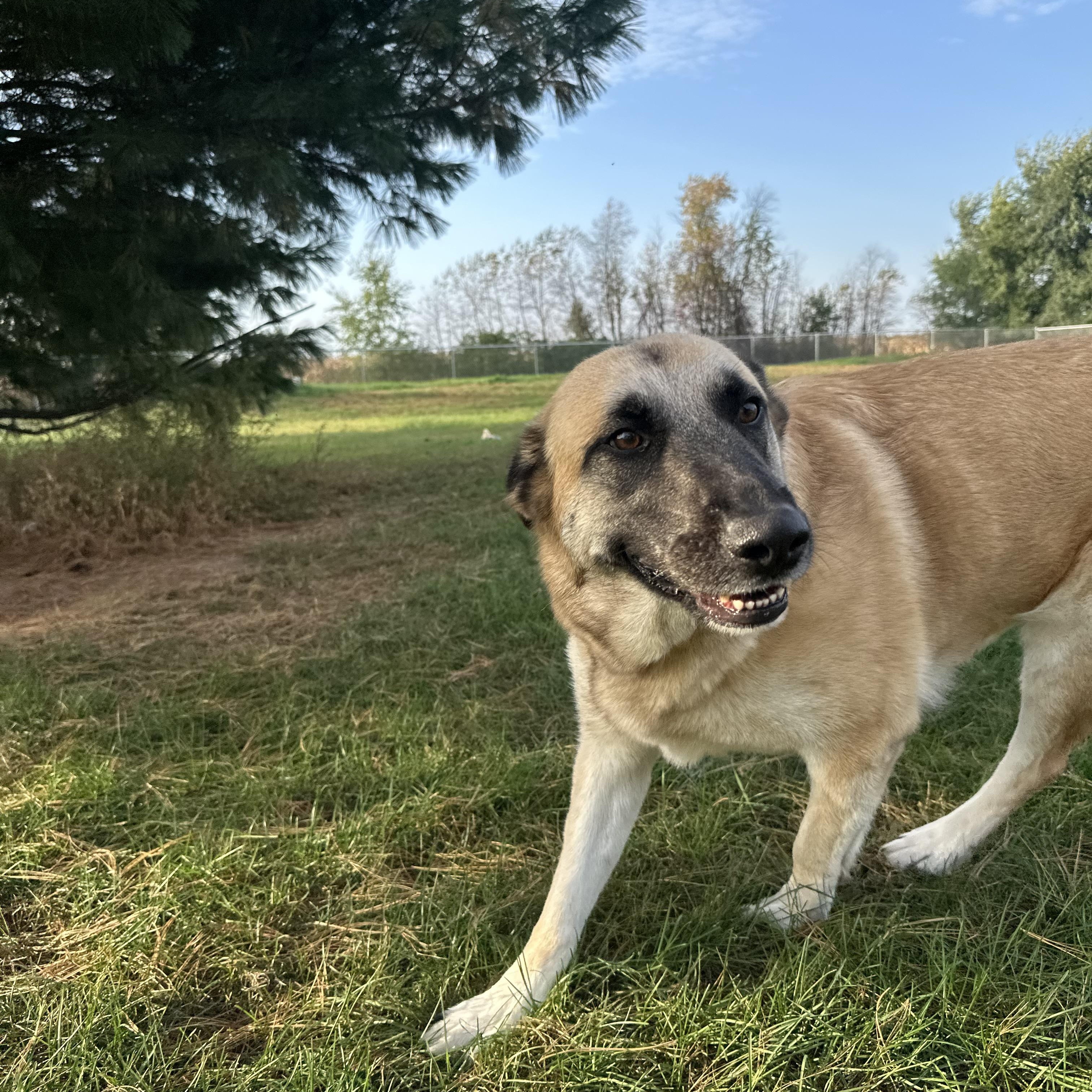 Enlarge Luna Atlanta, a Adoptable mixed breed in Chippewa Falls, WI image 2/4