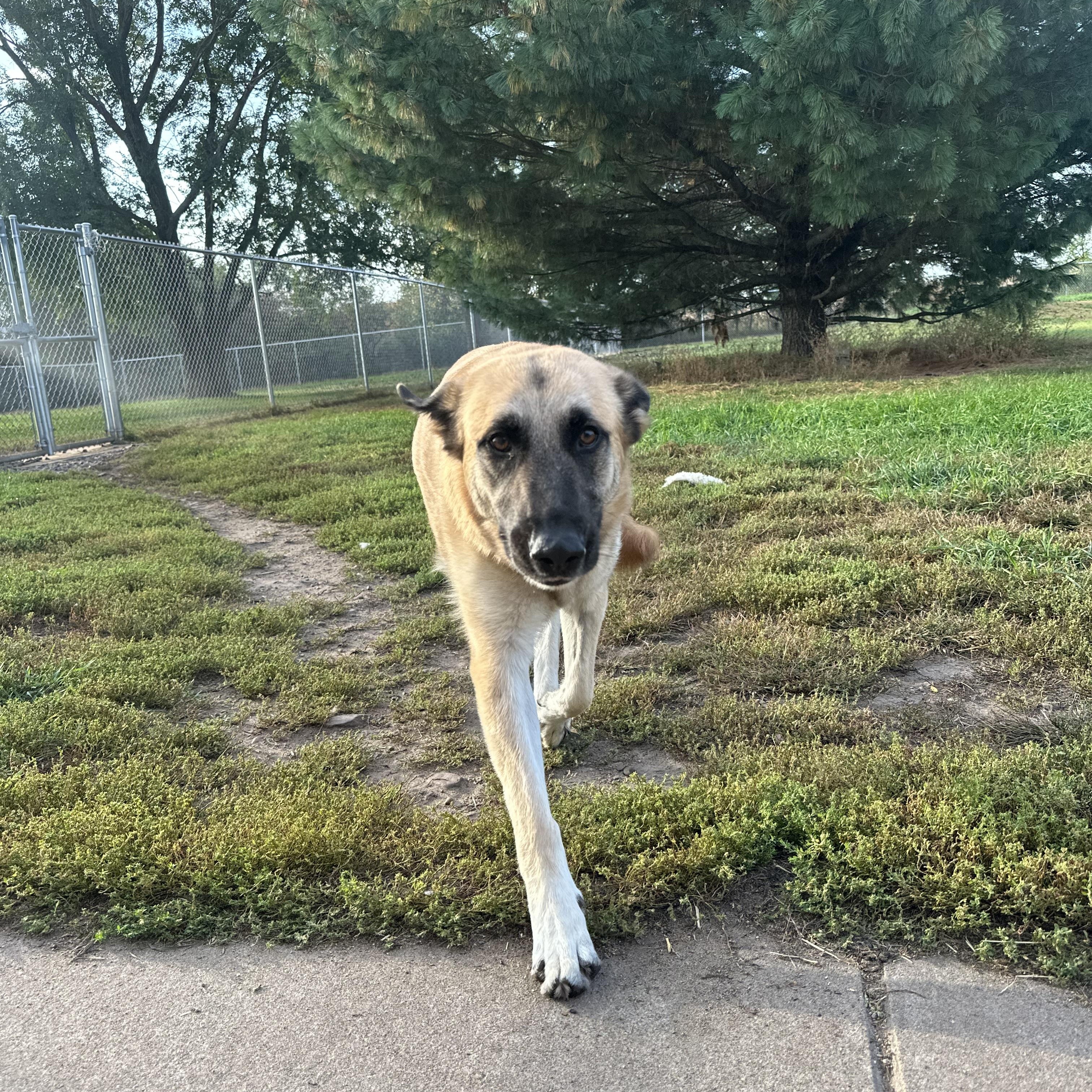 Enlarge Luna Atlanta, a Adoptable mixed breed in Chippewa Falls, WI image 3/4