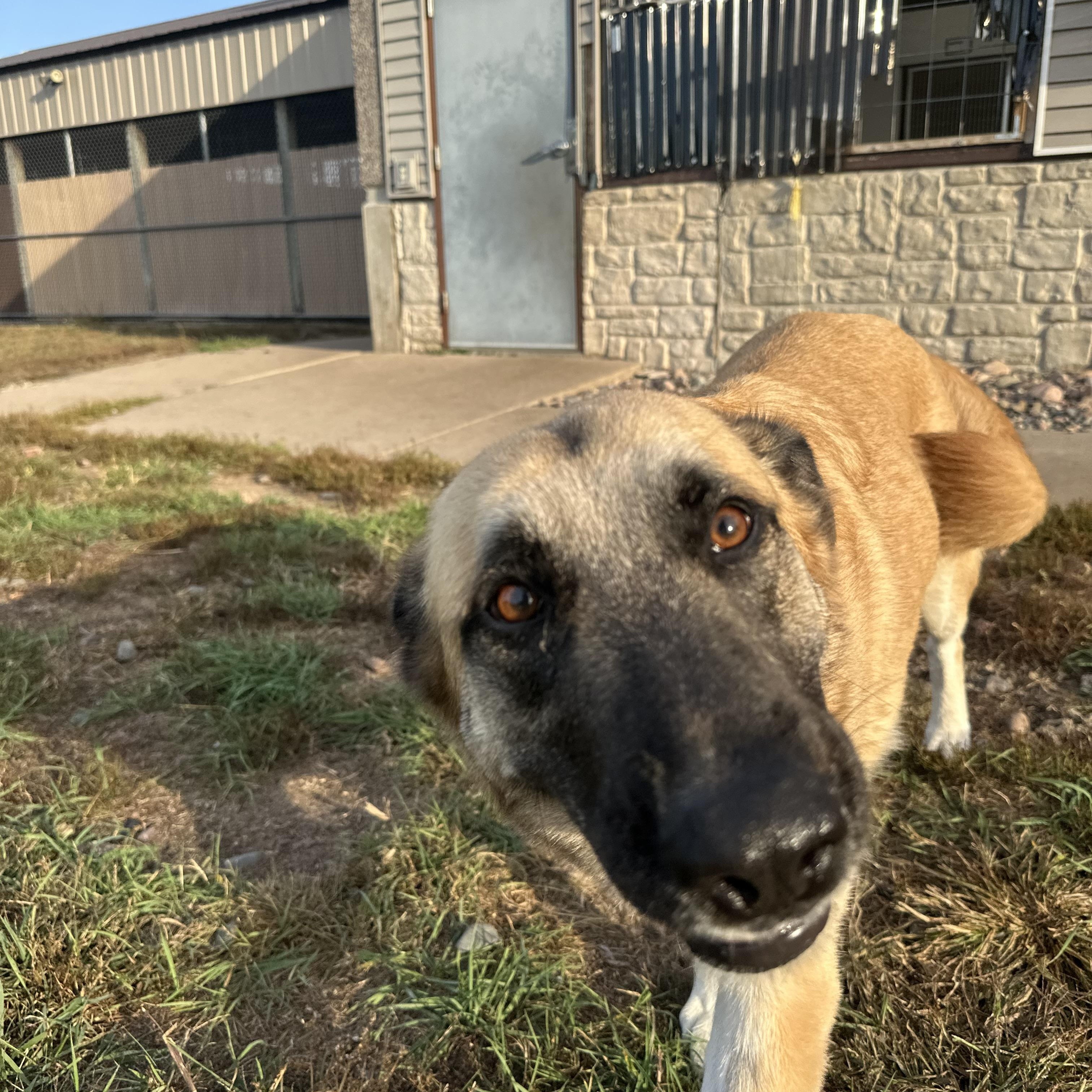 Enlarge Luna Atlanta, a Adoptable mixed breed in Chippewa Falls, WI image 4/4