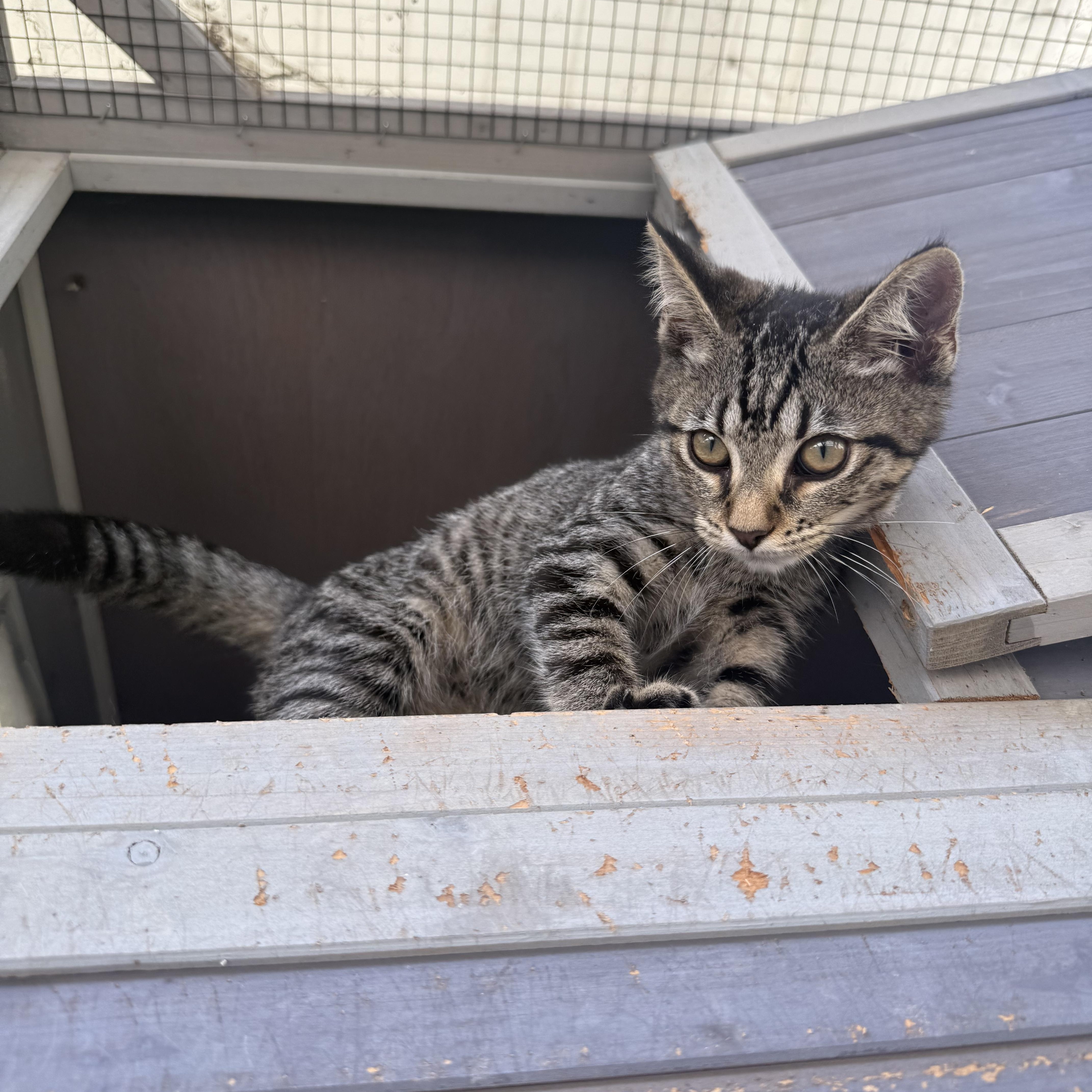 Diva, Baby Female Domestic Short Hair