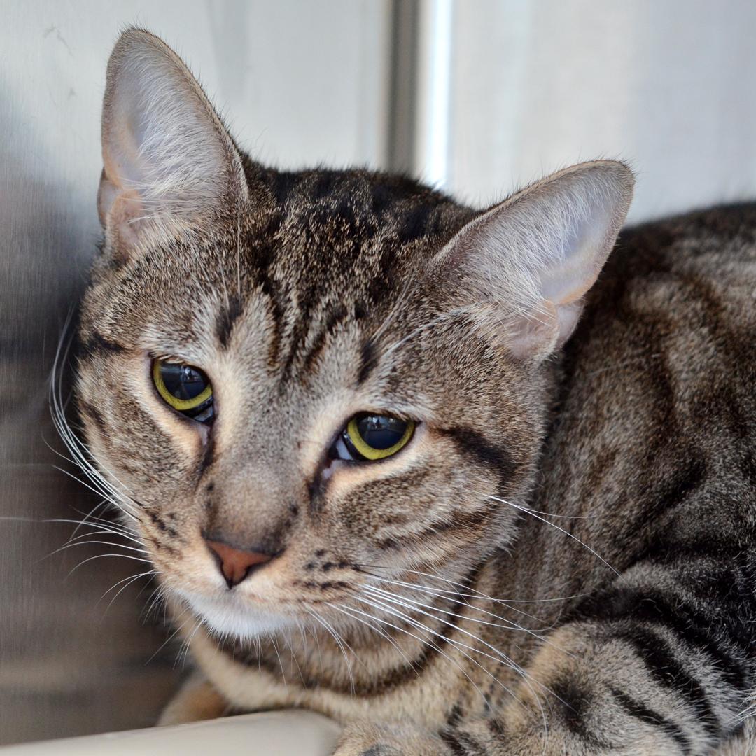 Arya, adopted, Young Female Domestic Short Hair & Tiger.