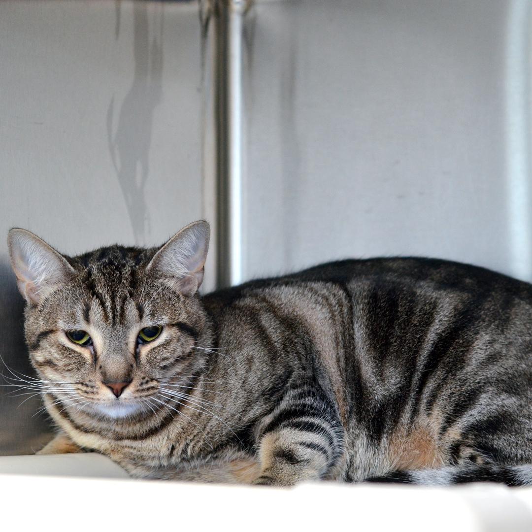 Enlarge Arya, an adopted mixed breed in Sanford, FL image 2/2