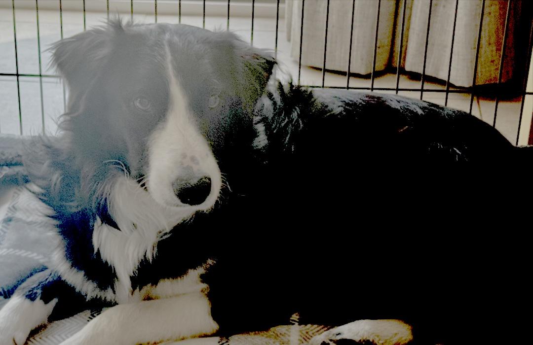 Enlarge Scout, a Adopted Border Collie in Goleta, CA image 1/3
