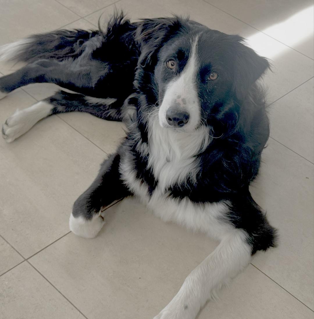 Enlarge Scout, a Adopted Border Collie in Goleta, CA image 2/3