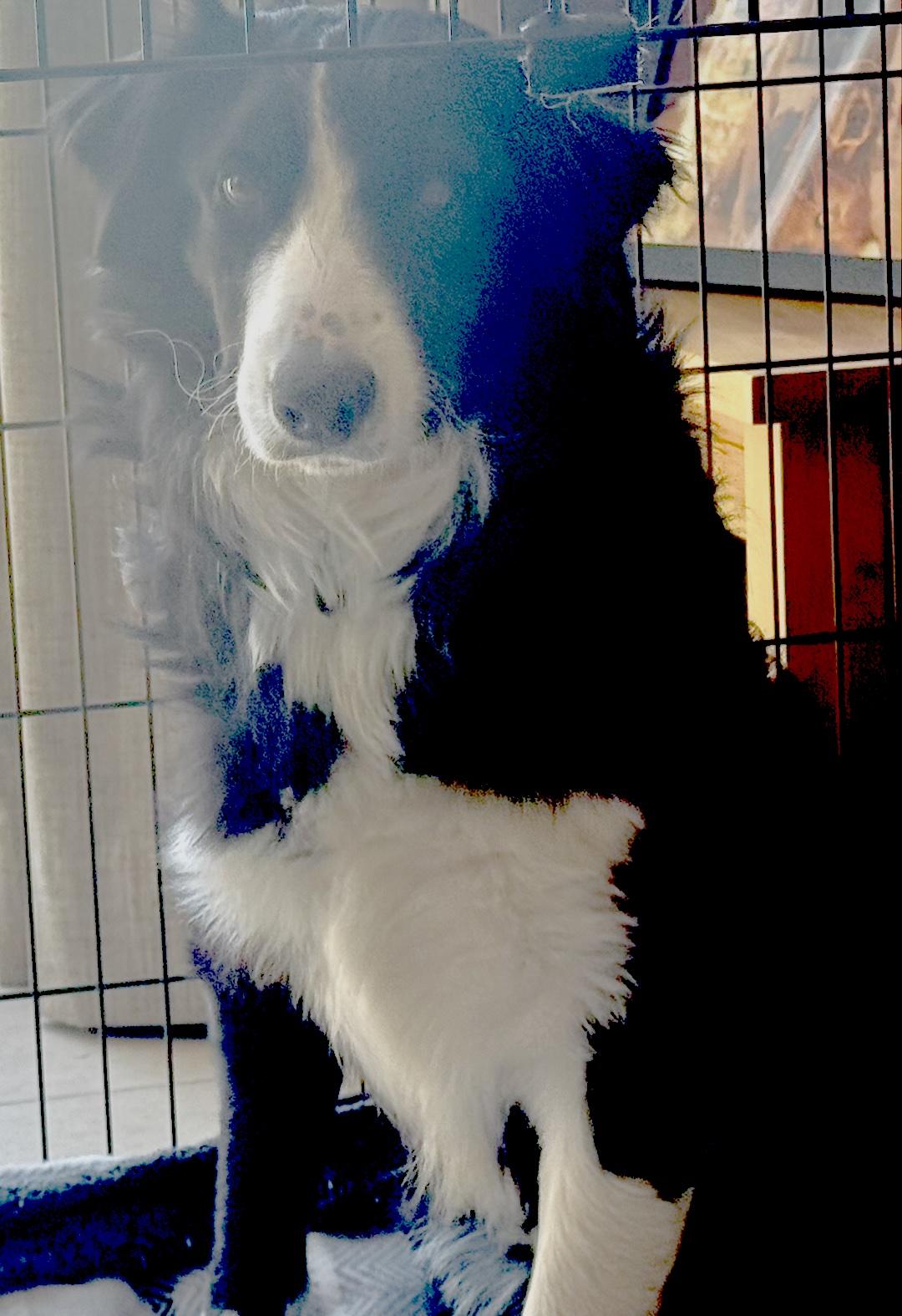 Enlarge Scout, a Adopted Border Collie in Goleta, CA image 3/3