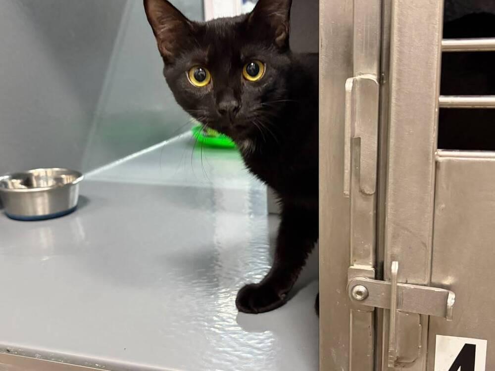 Matcha, Adoptable, Kitten Female Domestic Short Hair.