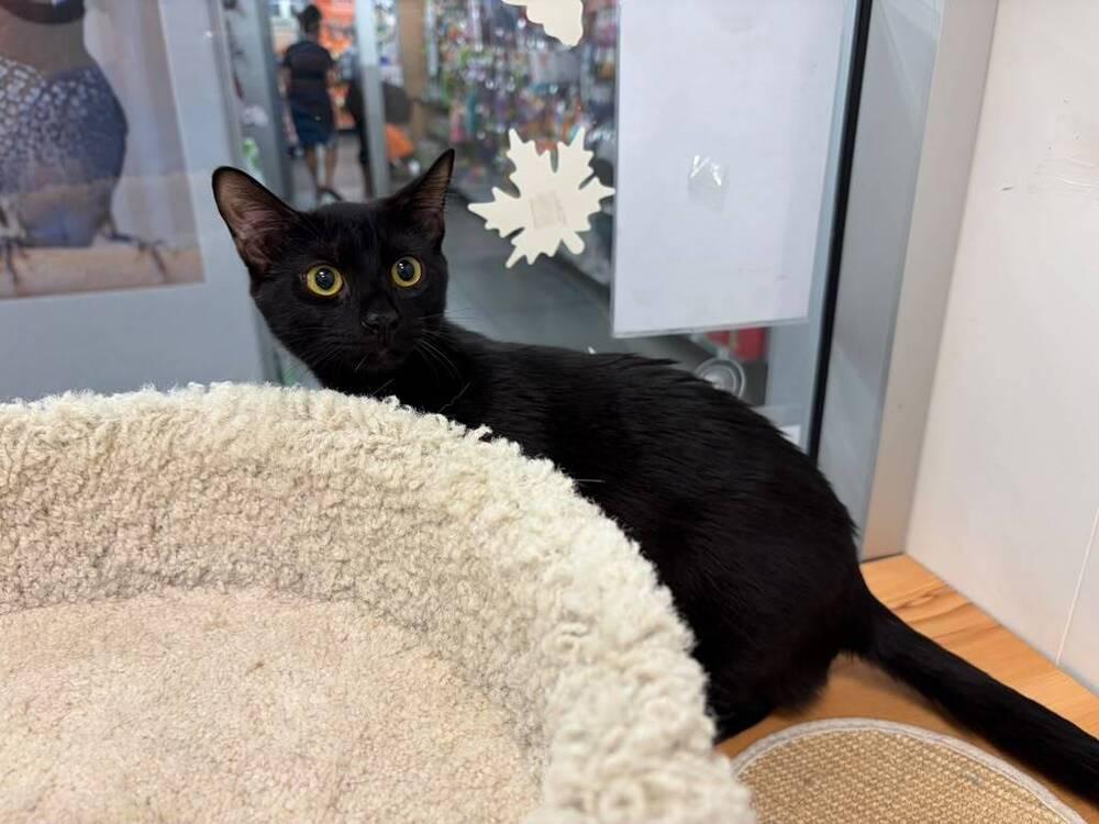Enlarge Matcha, a Adoptable Domestic Short Hair in Orlando, FL image 2/3