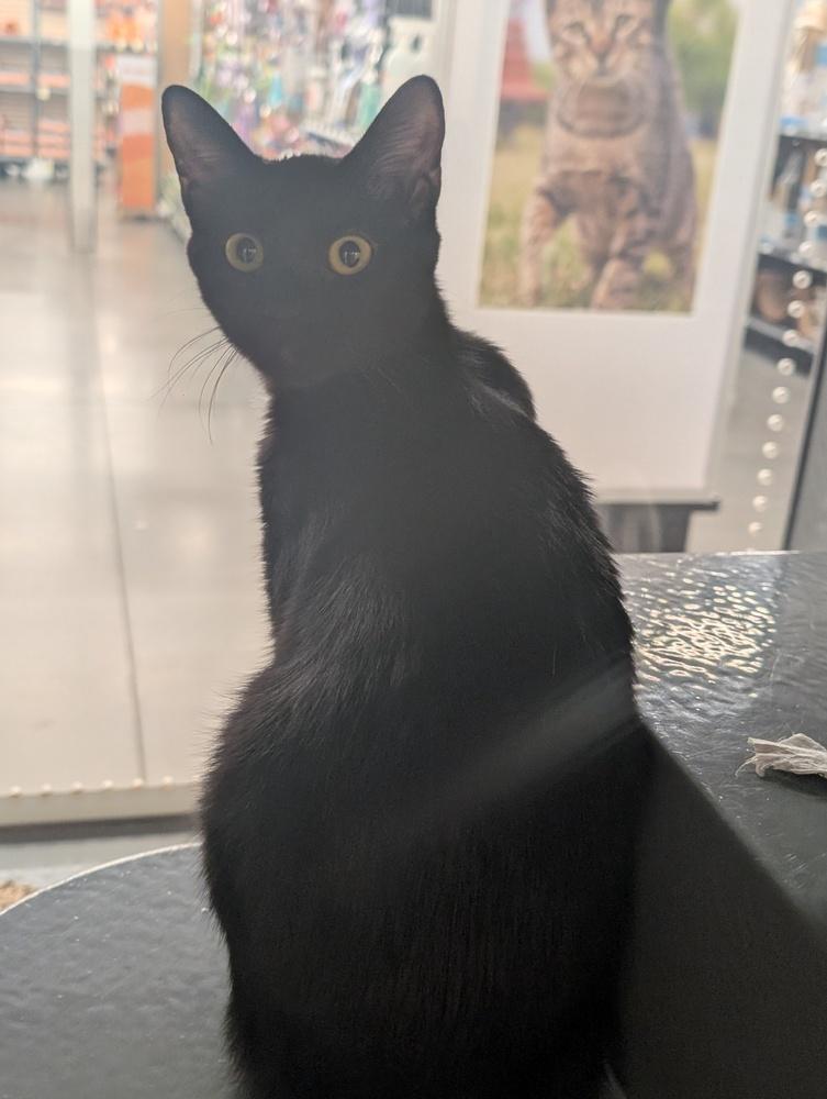 Enlarge Matcha, a Adoptable Domestic Short Hair in Orlando, FL image 3/3