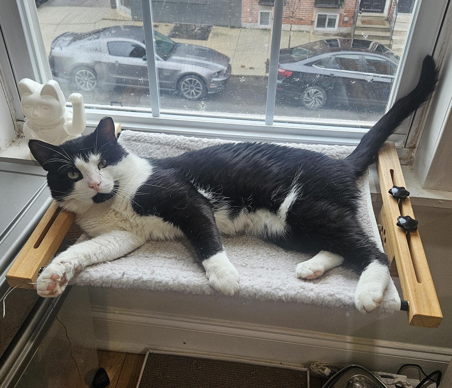 Enlarge Winter Capital, an adopted Domestic Short Hair in Philadelphia, PA image 2/2