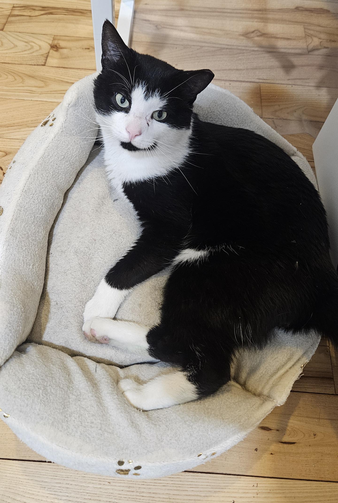 Winter Capital, adopted, Adult Male Domestic Short Hair.