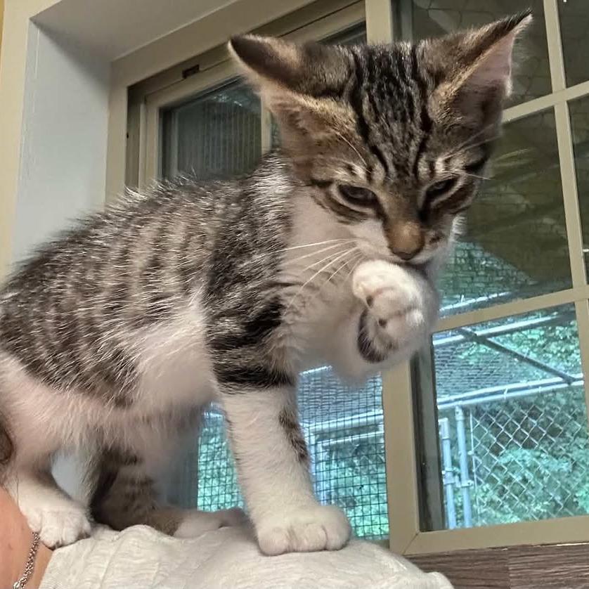 Nigel, Adoptable, Kitten Male Domestic Short Hair.