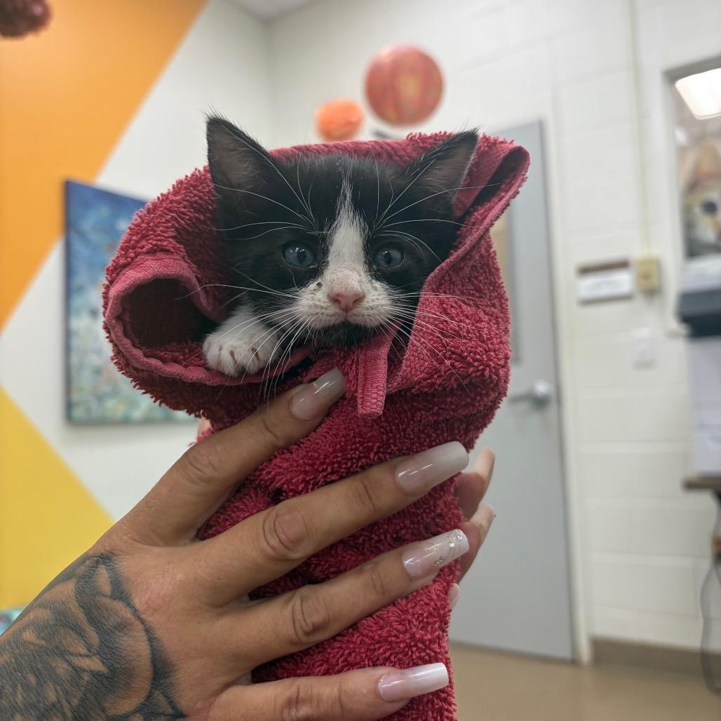 Nike, Adoptable, Kitten Female Domestic Short Hair.