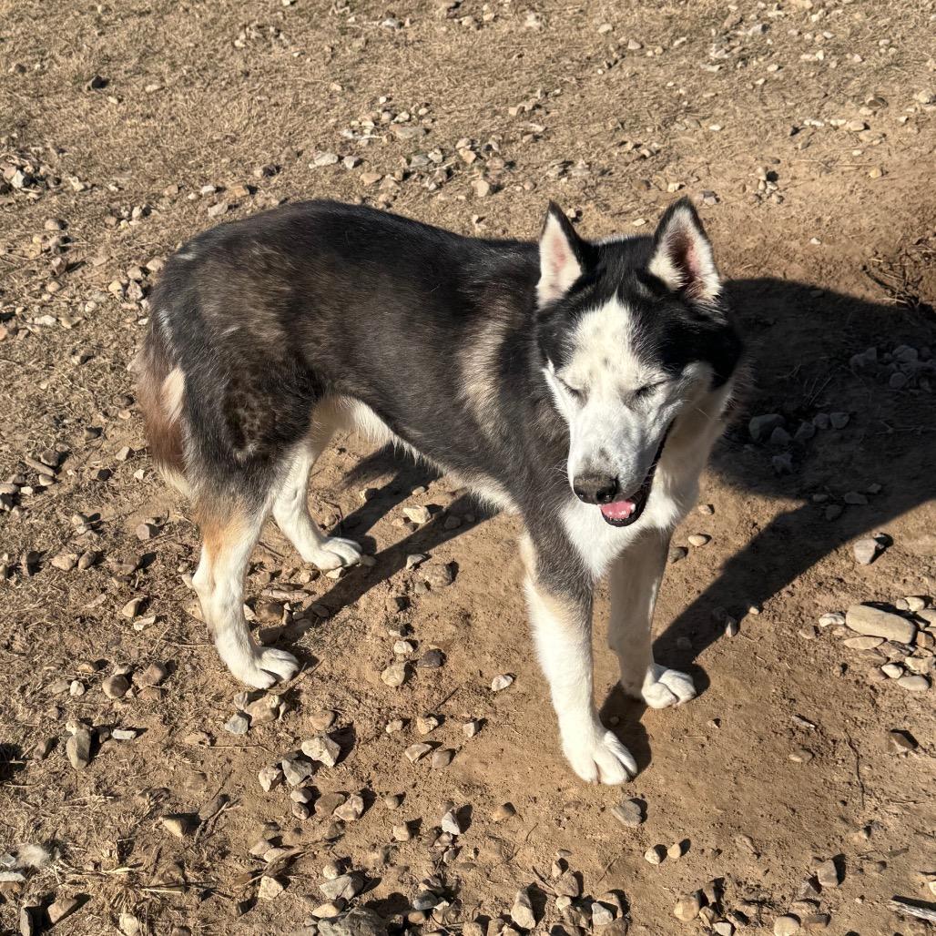 Igloo, Adoptable, Adult Male Husky.