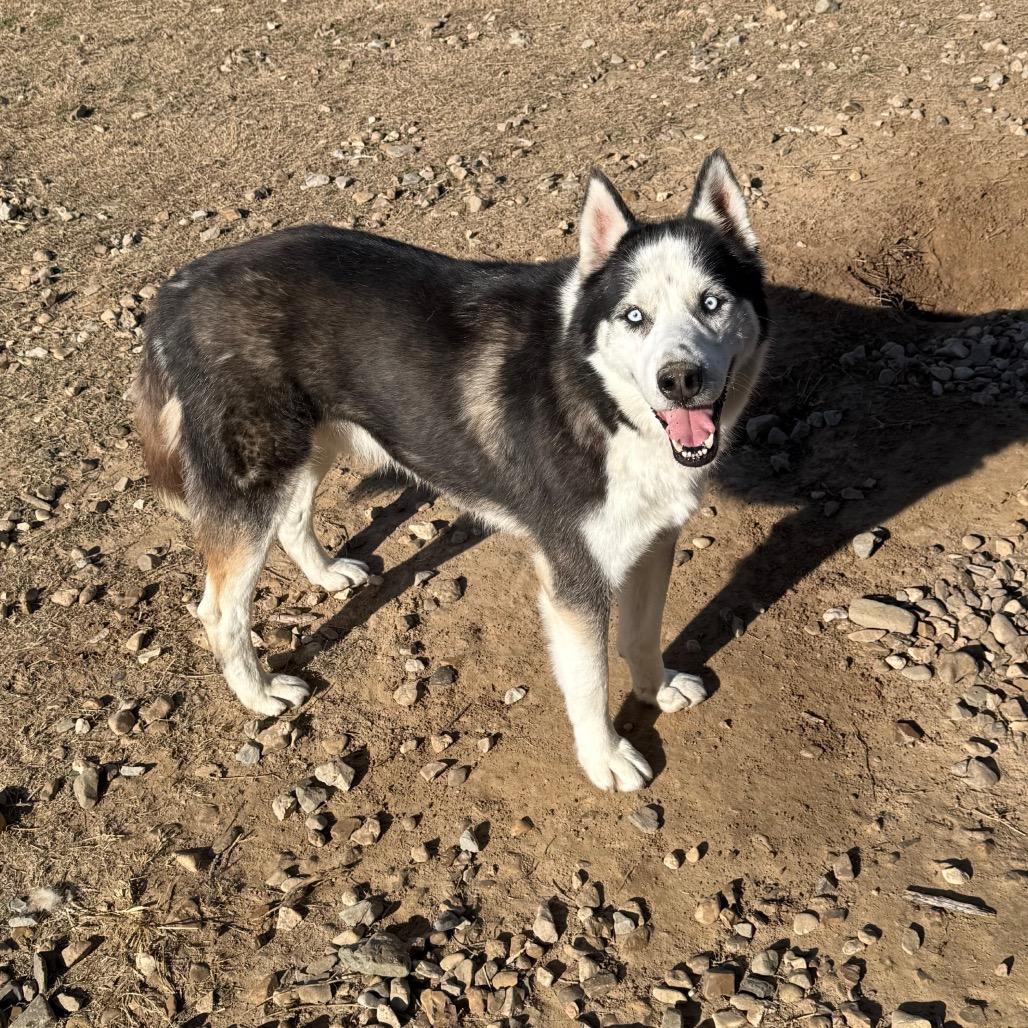 Enlarge Igloo, a Adoptable Husky in Eufaula, OK image 2/6