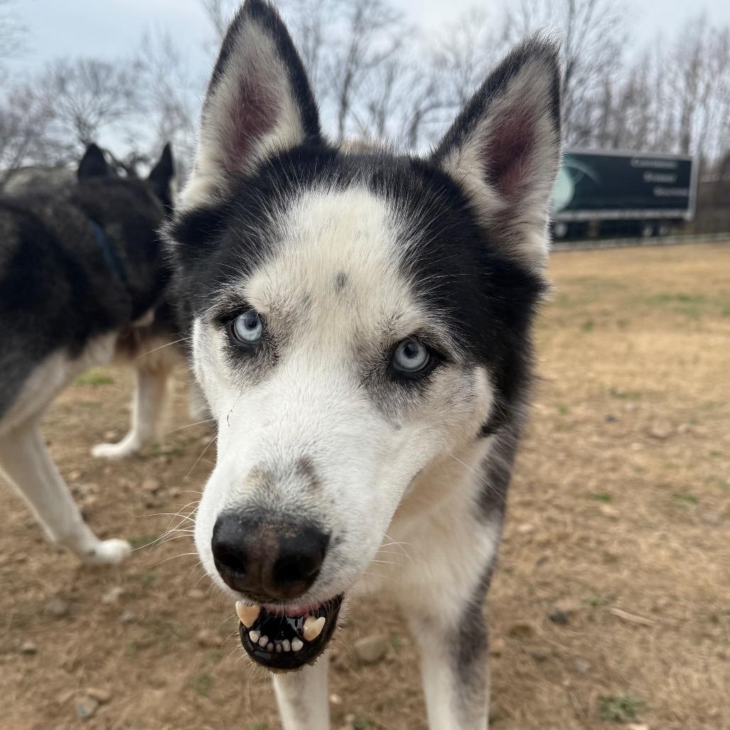 Enlarge Igloo, a Adoptable Husky in Eufaula, OK image 3/6