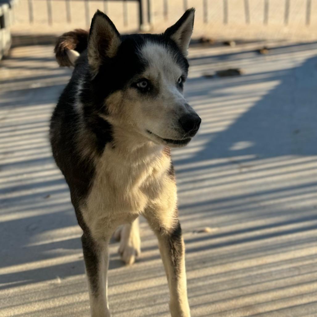 Enlarge Igloo, a Adoptable Husky in Eufaula, OK image 4/6
