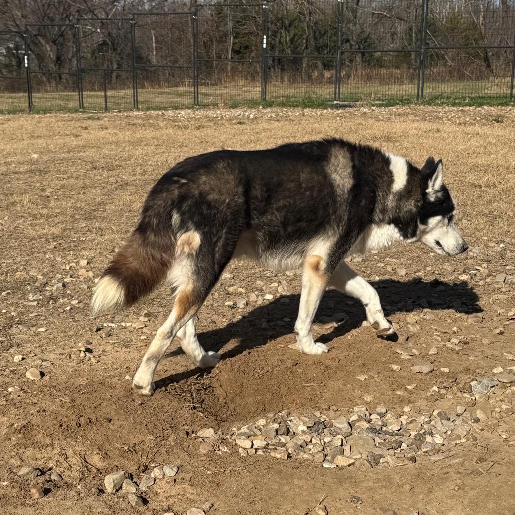 Enlarge Igloo, a Adoptable Husky in Eufaula, OK image 5/6