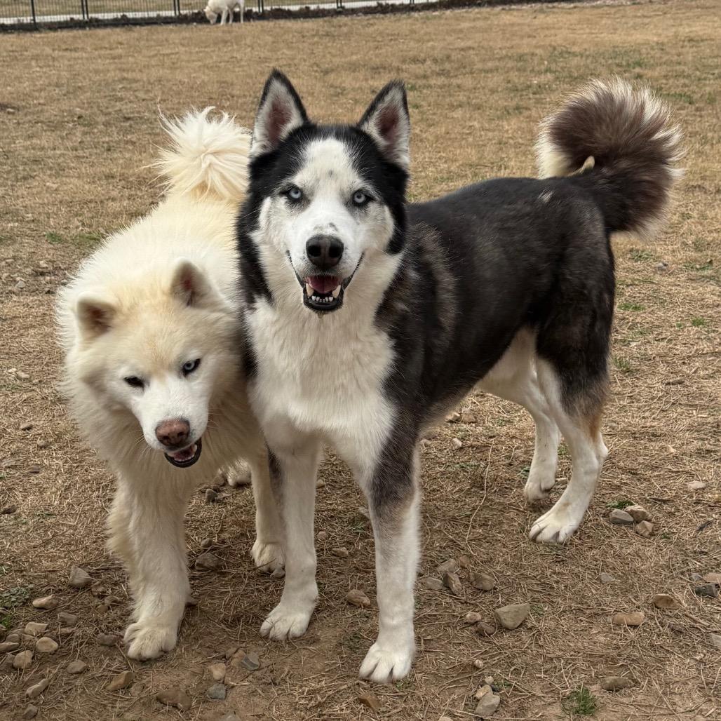 Enlarge Igloo, a Adoptable Husky in Eufaula, OK image 6/6