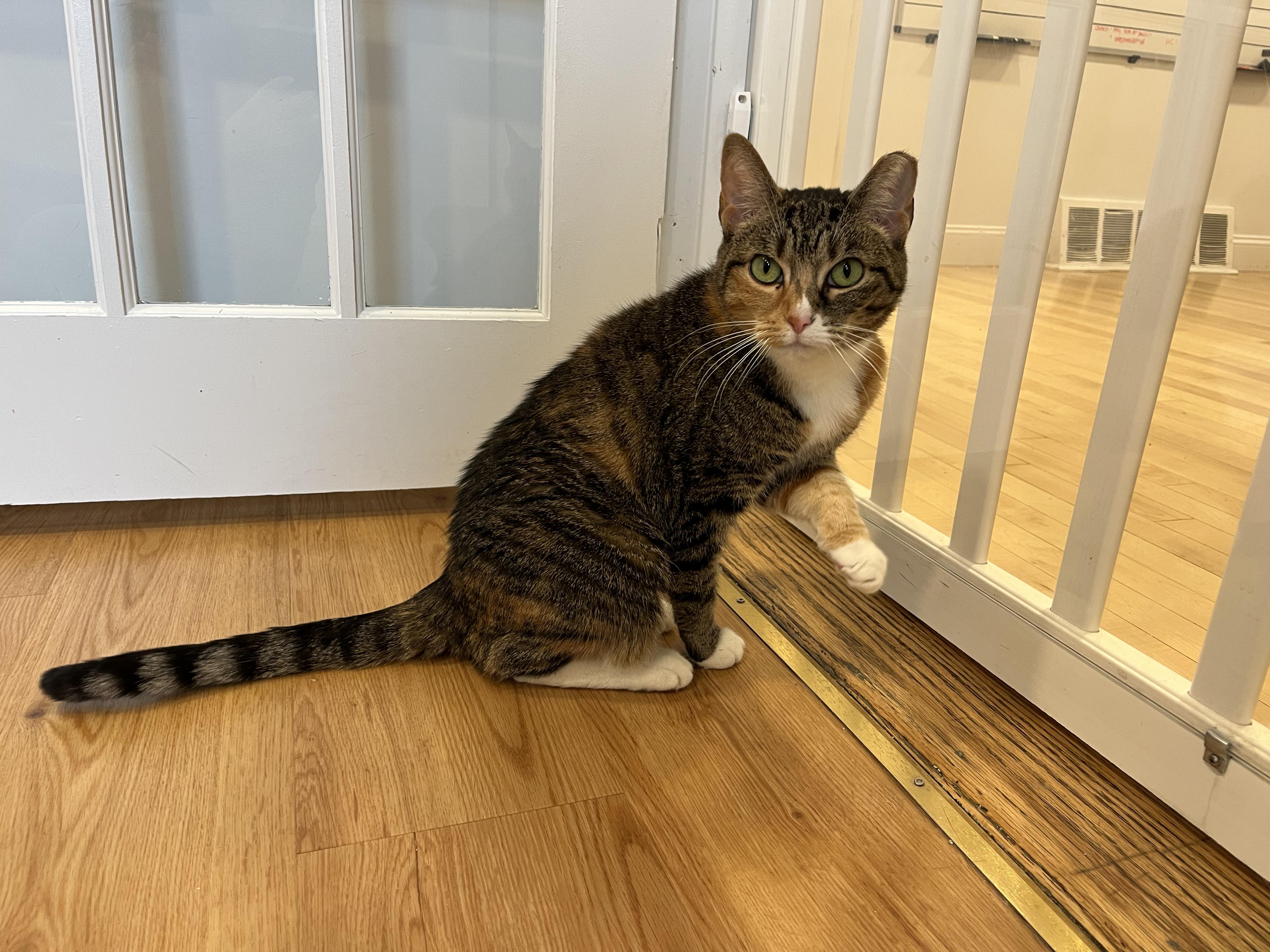 Winnie, a ADOPTABLE American Shorthair in Hull, MA image 2/4