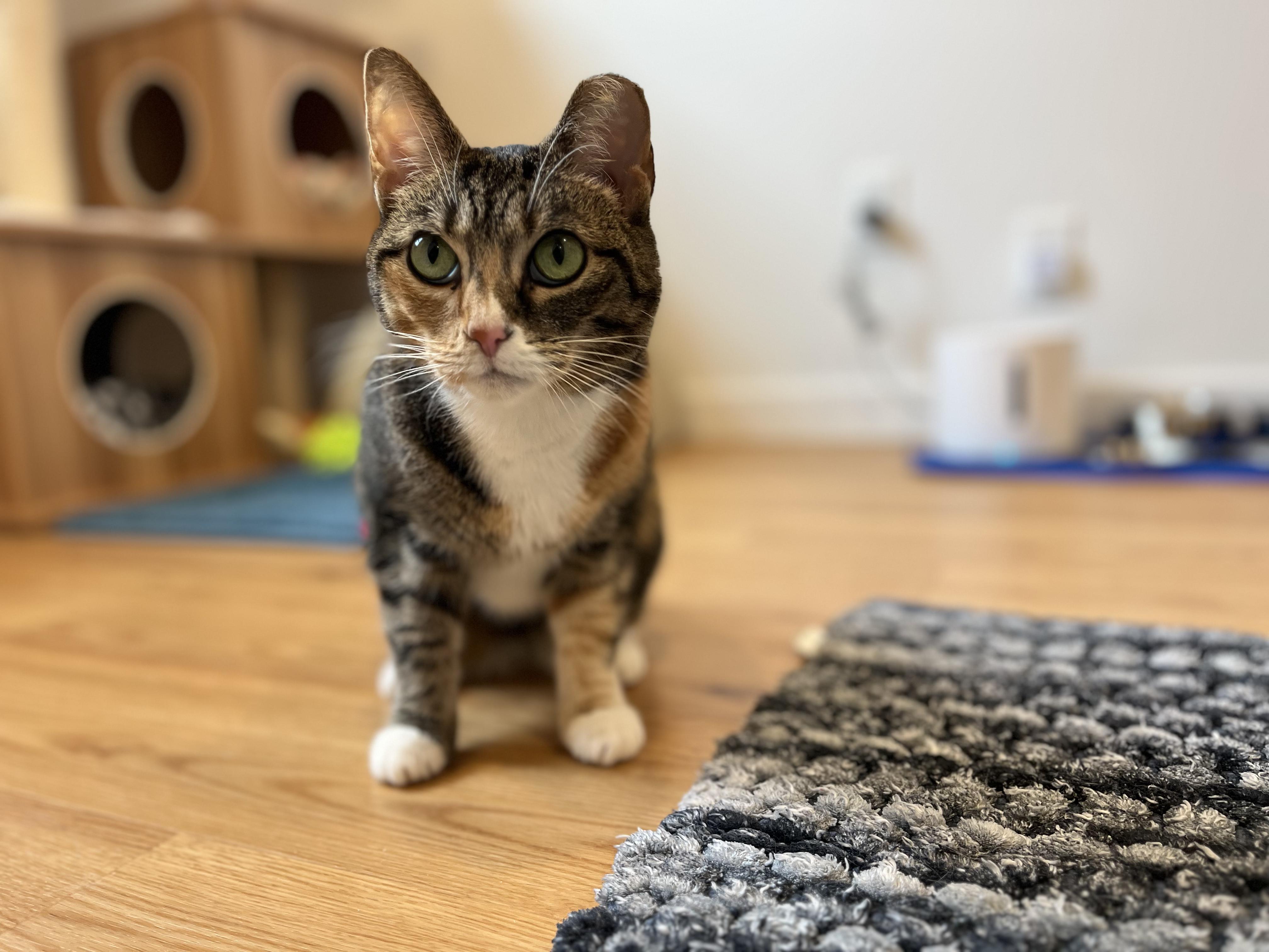Winnie, a ADOPTABLE American Shorthair in Hull, MA image 3/4