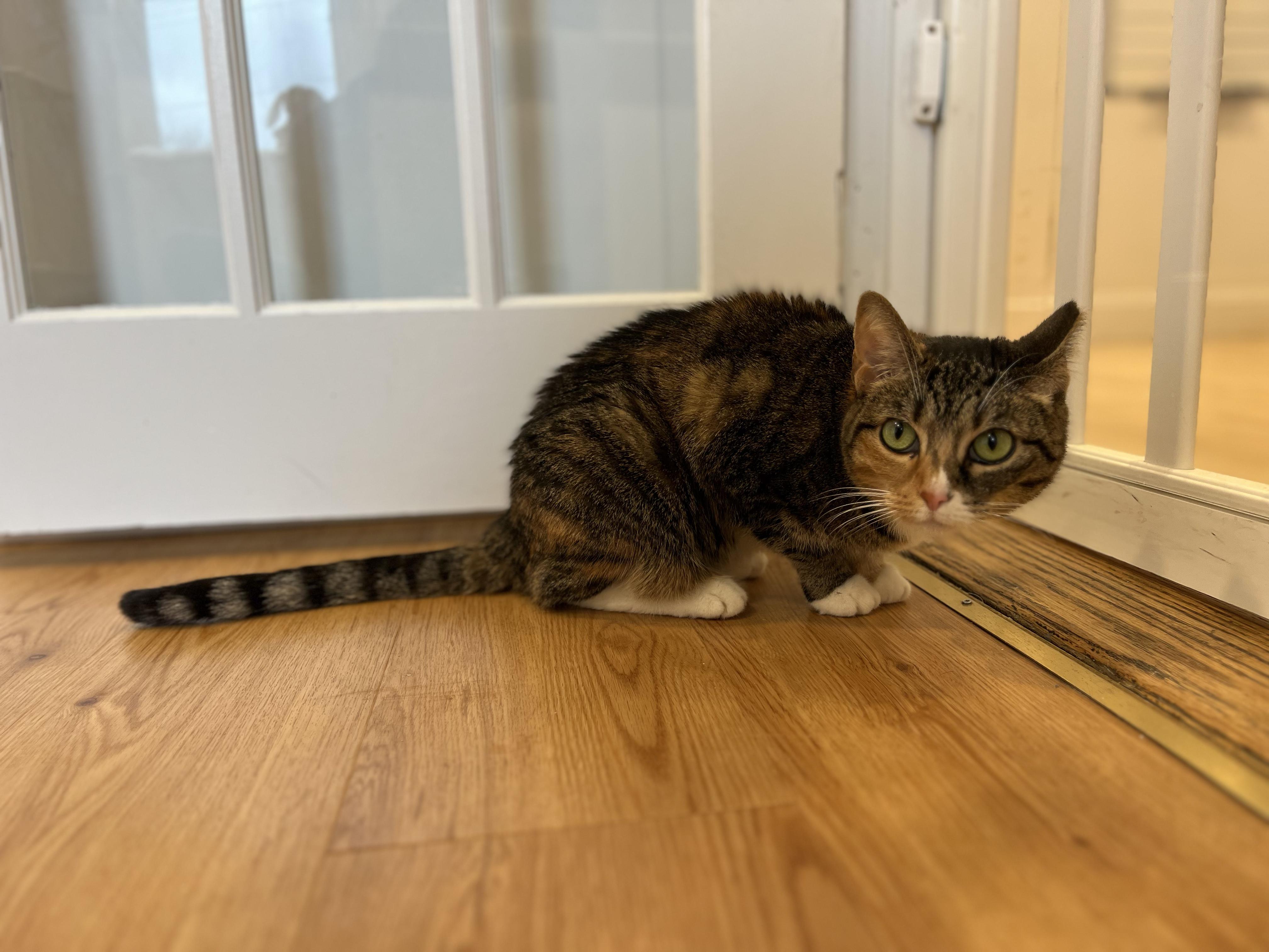 Winnie, ADOPTABLE, Adult Female American Shorthair.
