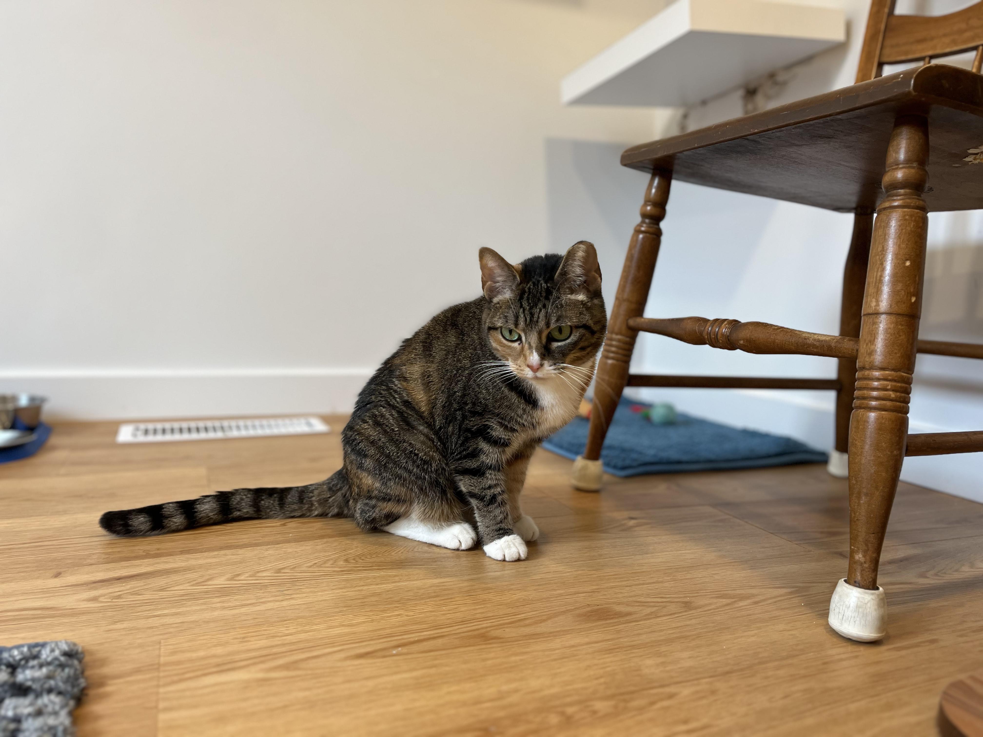 Winnie, a ADOPTABLE American Shorthair in Hull, MA image 4/4