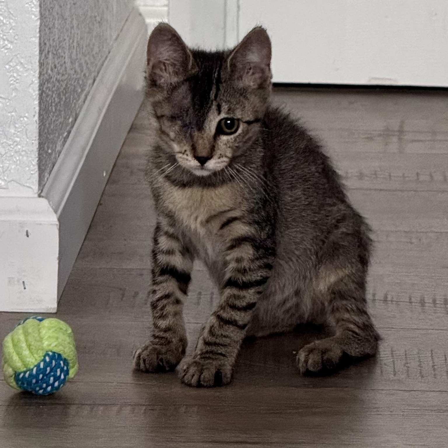 Enlarge Lucky, a Adoptable mixed breed in Petaluma, CA image 5/5