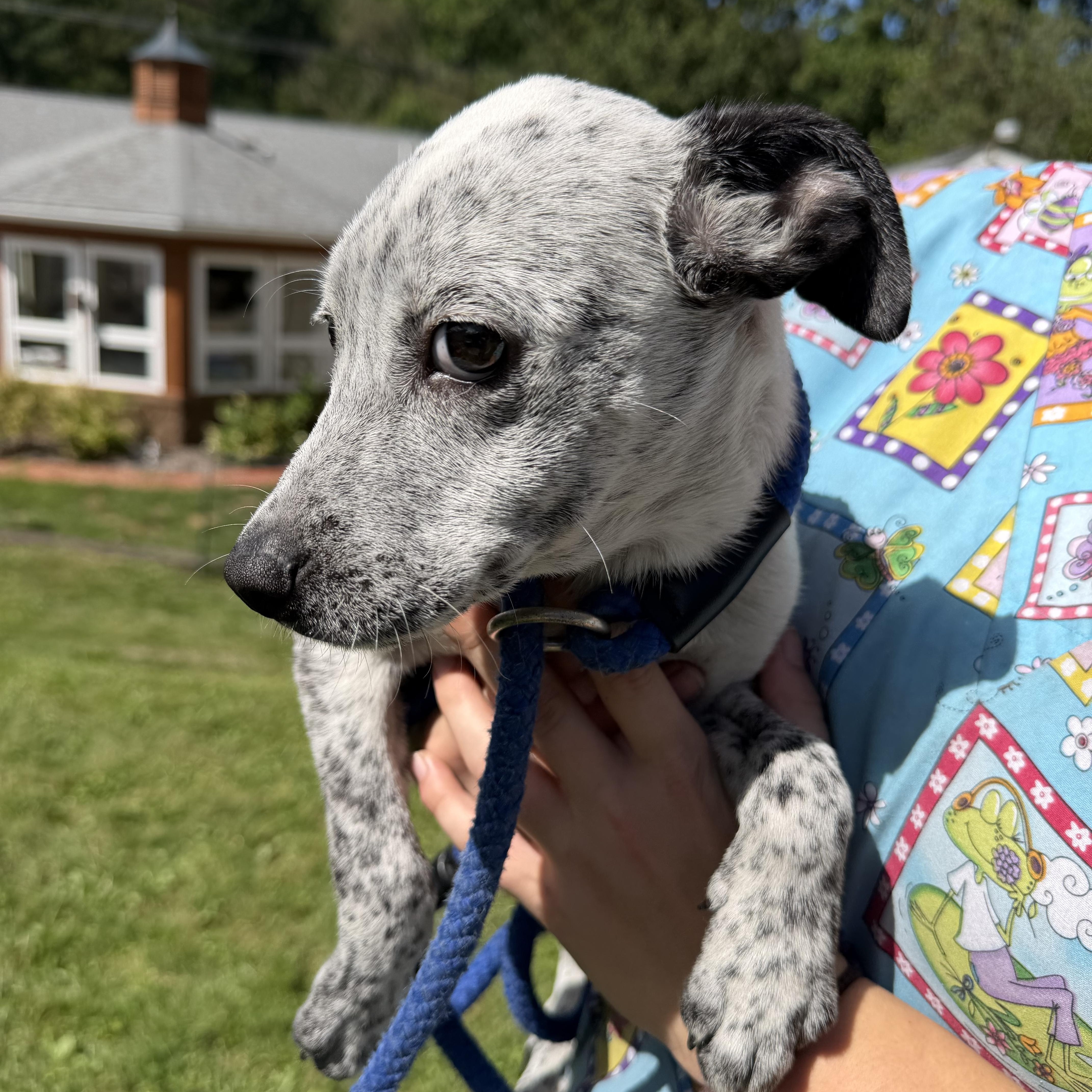 Enlarge Pebble, a Adopted mixed breed in Latrobe, PA image 3/4