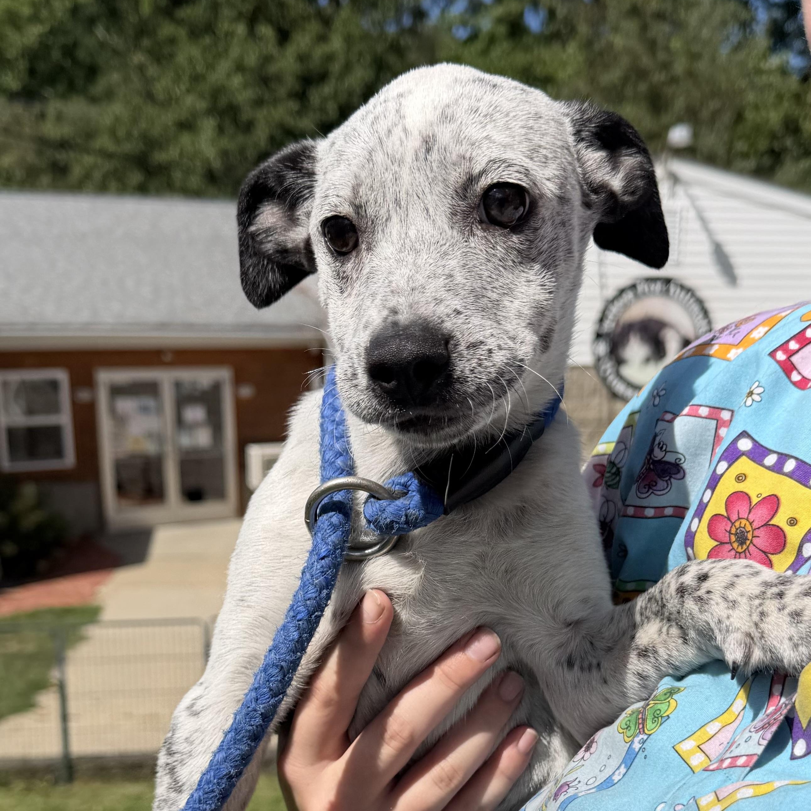 Pebble, Adopted, Puppy Female Jack Russell Terrier.