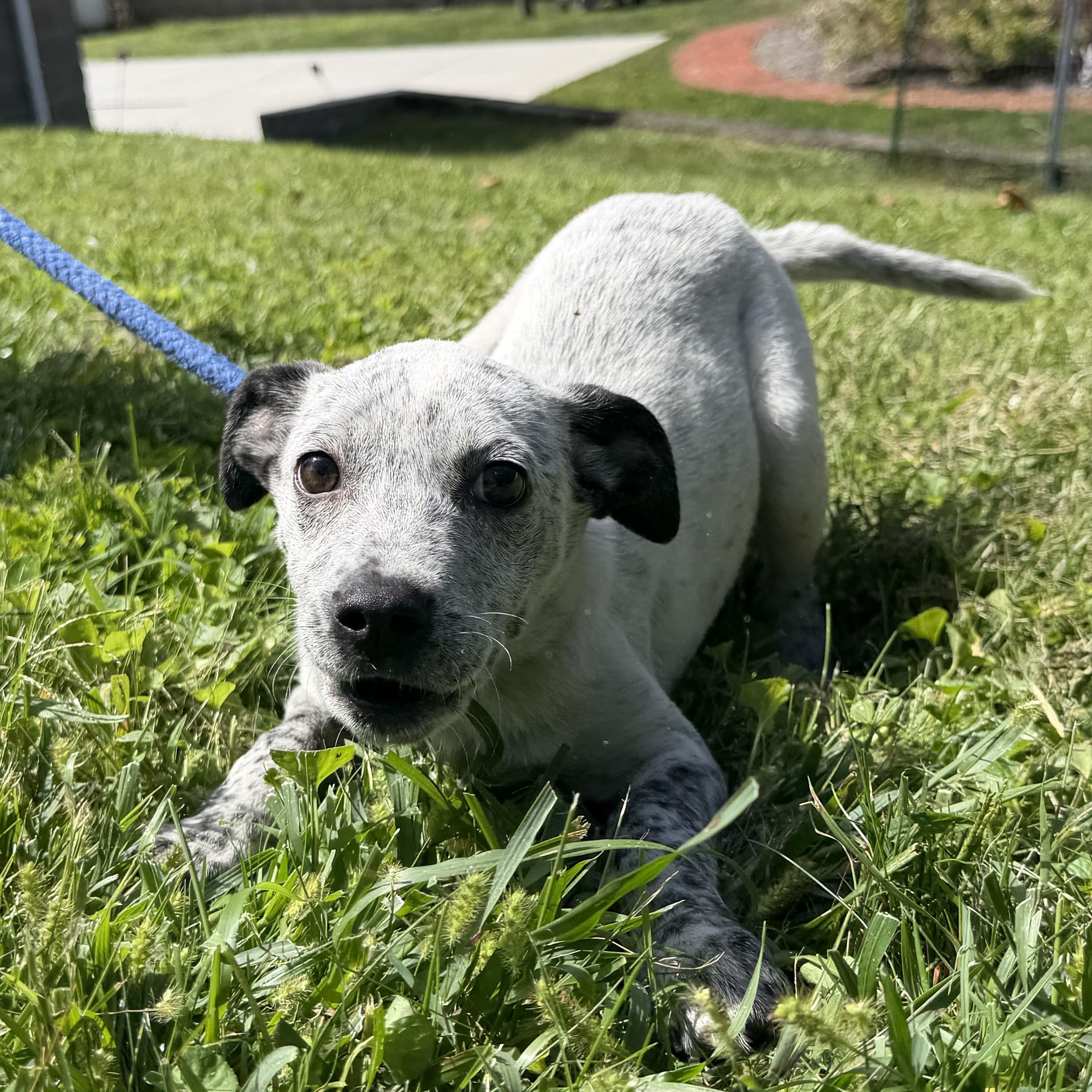 Enlarge Pebble, a Adopted mixed breed in Latrobe, PA image 2/4