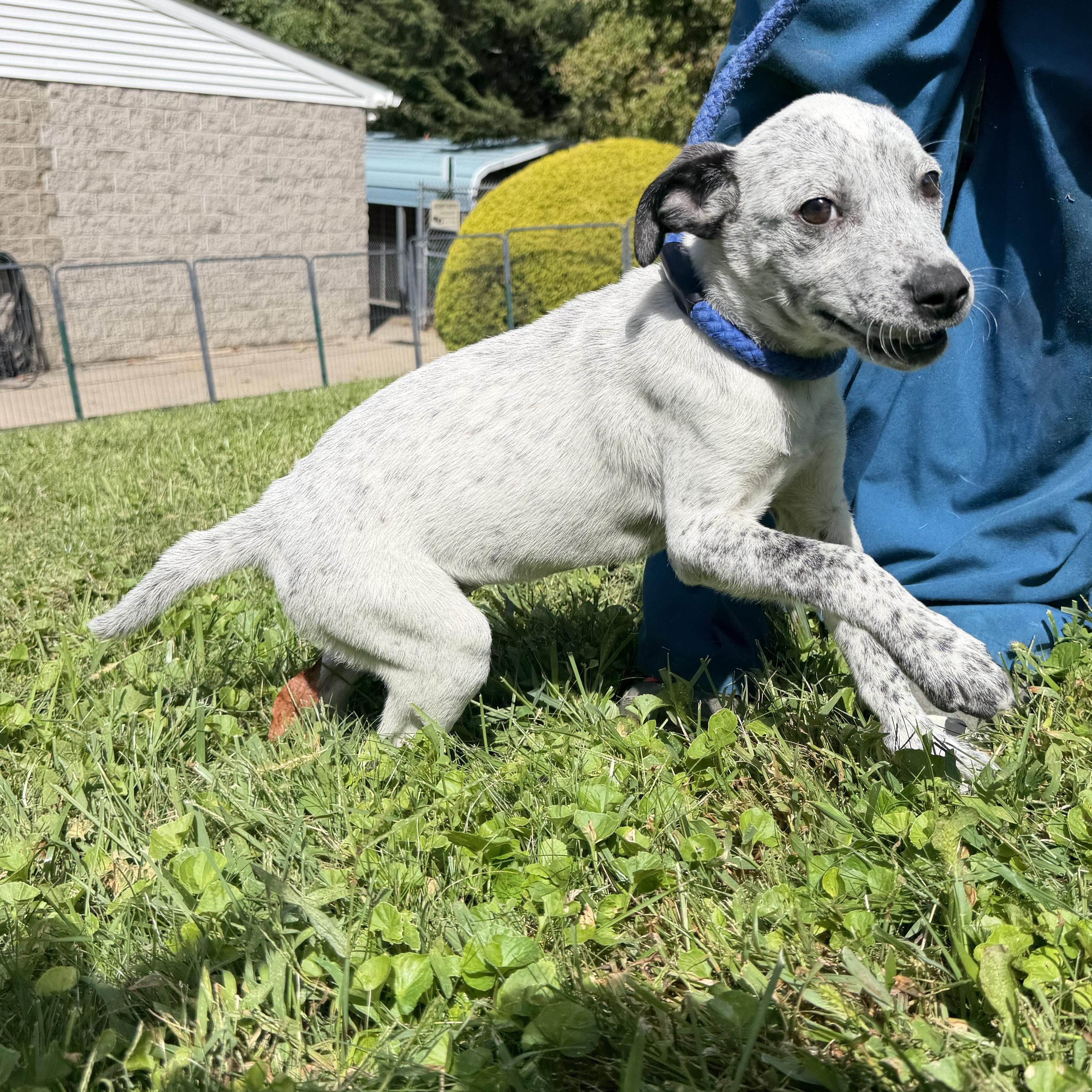 Enlarge Pebble, a Adopted mixed breed in Latrobe, PA image 4/4