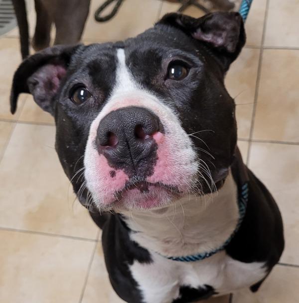 Kitty (mcas), Adoptable, Young Female Pit Bull Terrier.