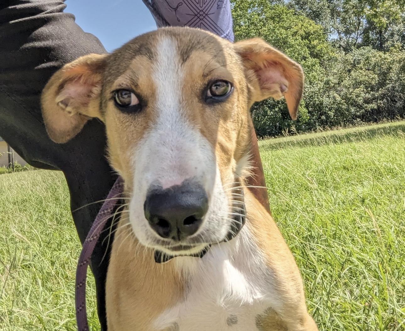 Maverick thumbnail 6