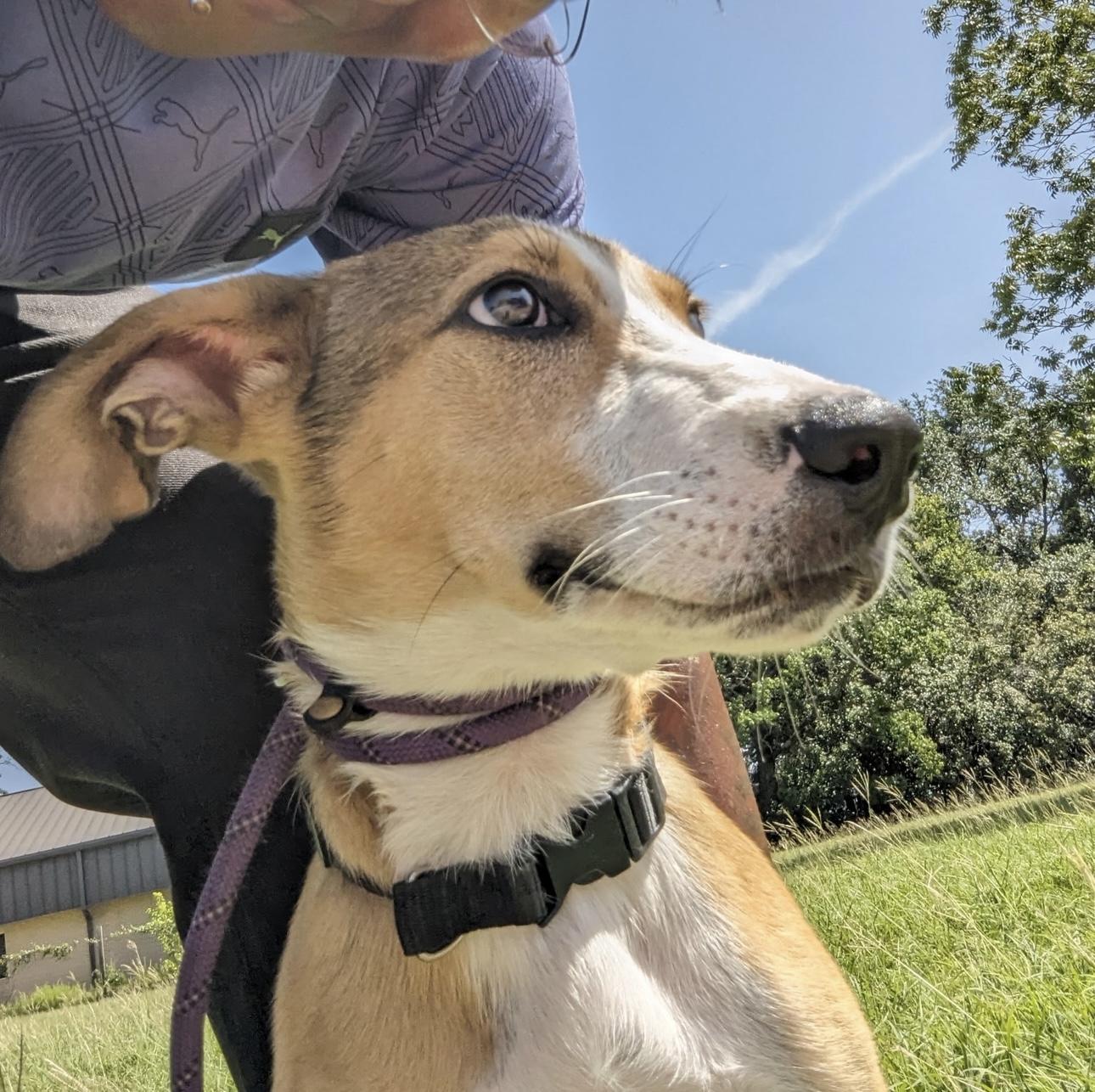 Maverick thumbnail 5