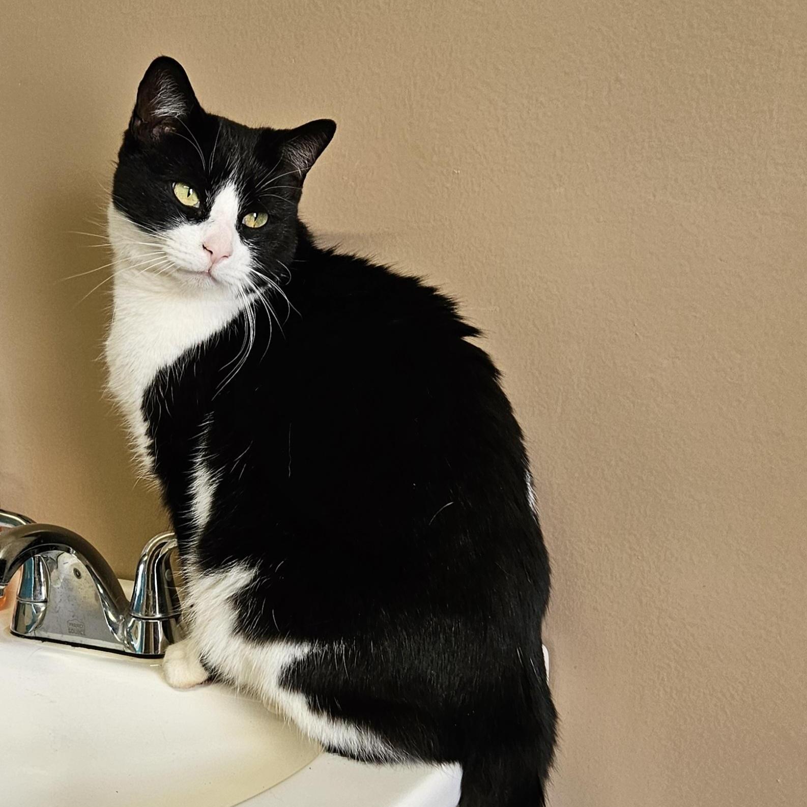 Mr. Tuxedo, an adopted Domestic Short Hair in Brockport, NY image 1/5