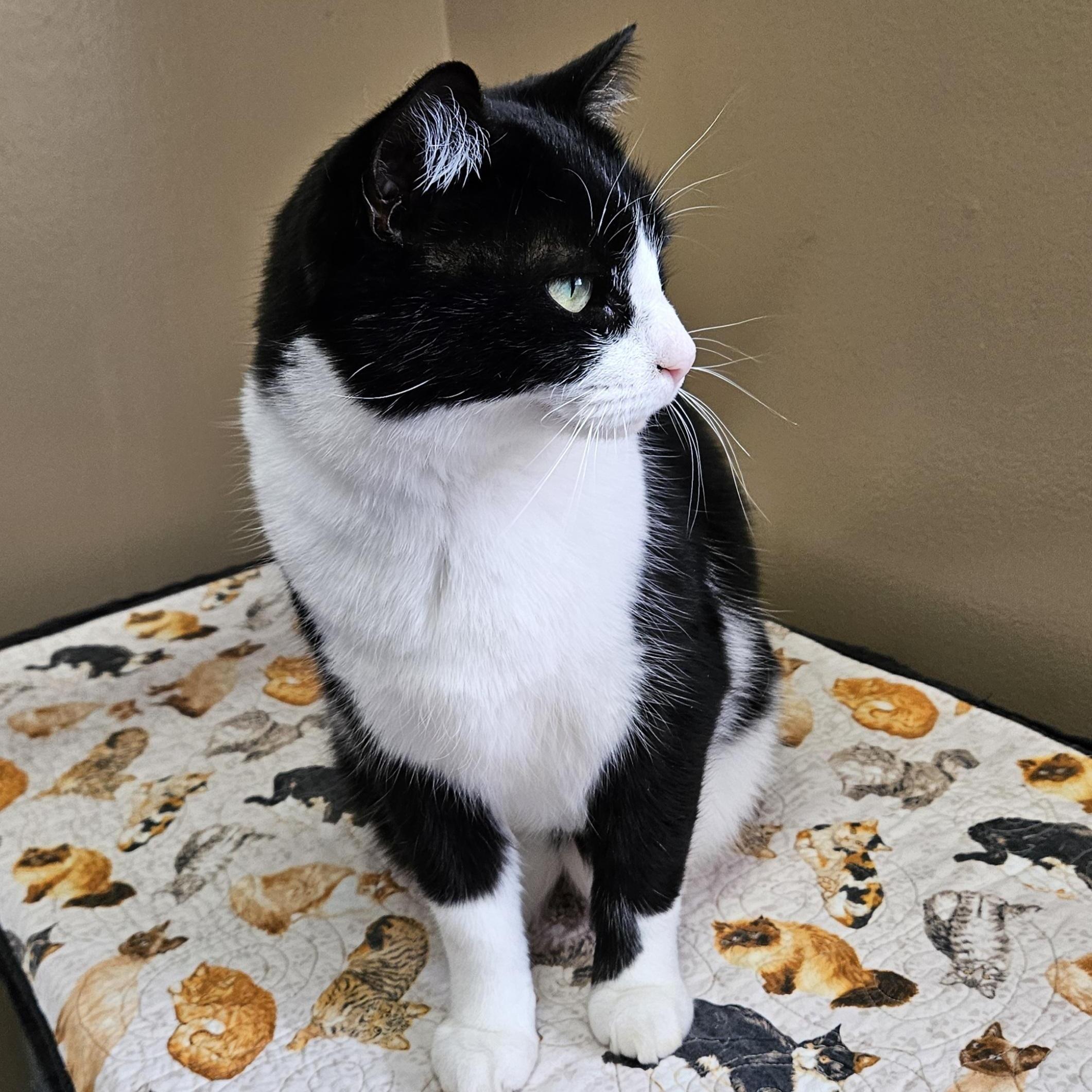 Mr. Tuxedo, an adopted Domestic Short Hair in Brockport, NY image 3/5