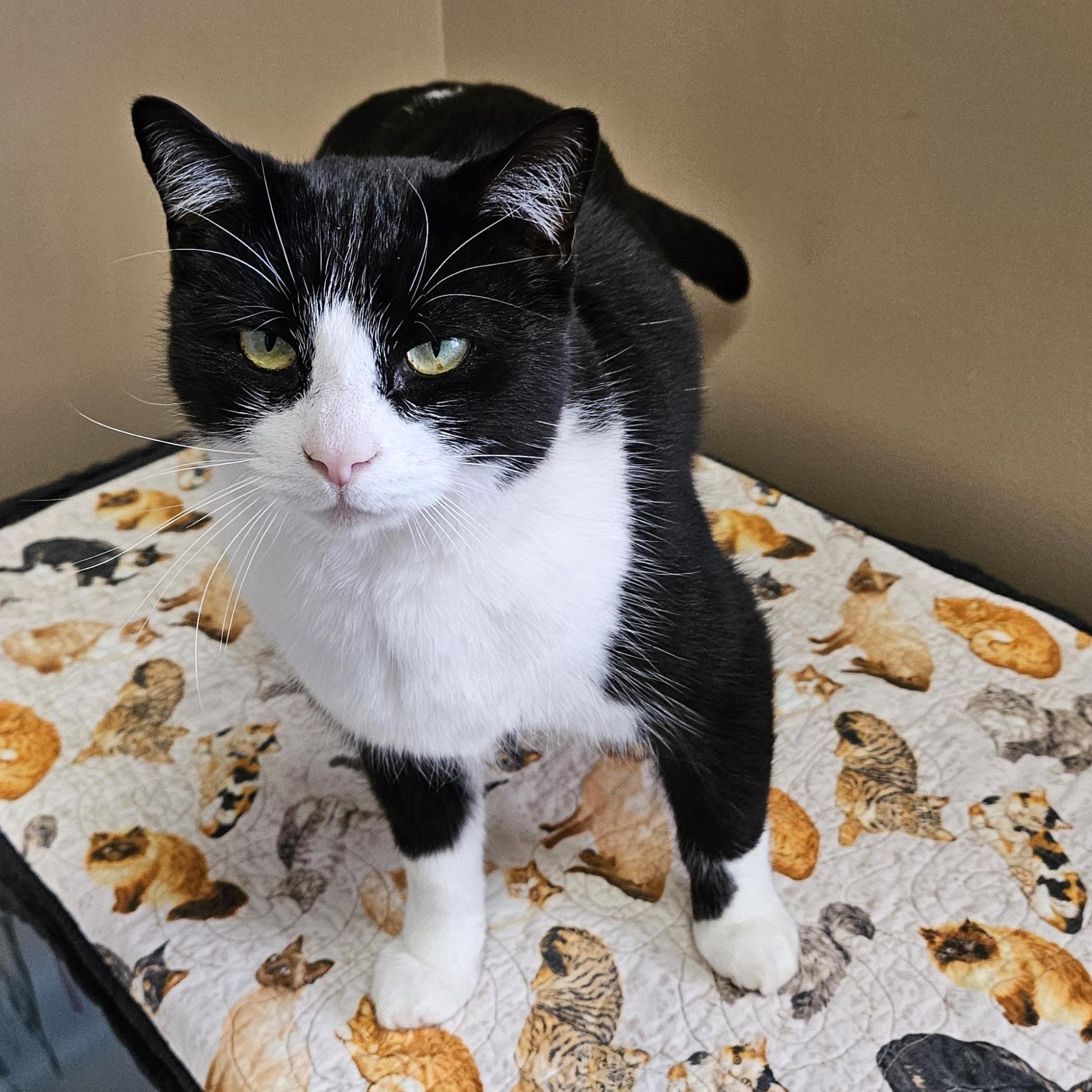 Mr. Tuxedo, an adopted Domestic Short Hair in Brockport, NY image 2/5